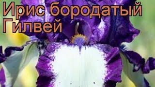 Ирис бородатый Гилвей (iris)  бородатый ирис Гилвей обзор: как сажать, саженцы ириса Гилвей