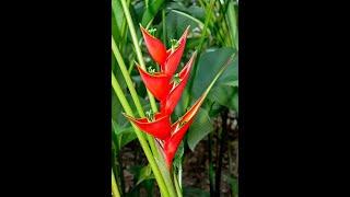 Heliconia Bihai (Red Palulu)। An Upward Cut Flower Heliconia at Agri Aqua Bd।