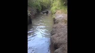 Splashing about in the river...