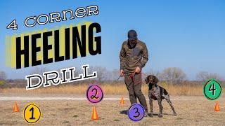 Help Your Dog Heel On Leash - 4 Corners Heeling Drill