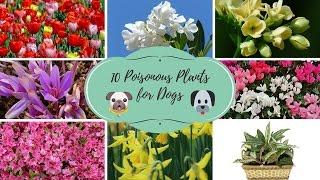 Top 10 Poisonous Plants for Dogs