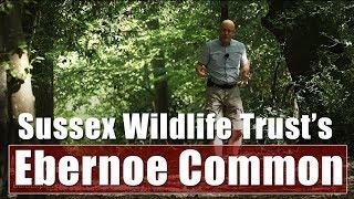 Exploring West Sussex Wildlife Trust's Ebernoe Common