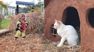 Monkey Bon takes care of the cat's warm sleeping spot when the cold wind blows