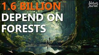 ALL Types of FORESTS and why they are so important 