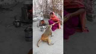 Raja Babu  #monkeylove #monkeylover #funny #funnyshorts #animals #monkeyworld