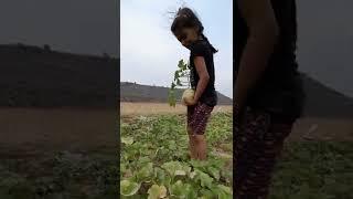 Each one reach one, let's make it happen #muskmelonfarming #savesoil #Muskmelon