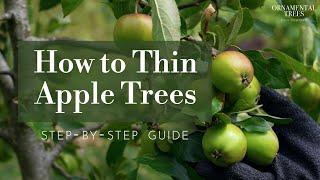 How to Thin Apple Trees (Step-by-Step Guide) | Tree 101