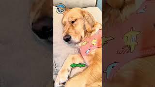 Köpekler Rüya Görür mü? Gerçek Bilimsel Cevap!  #hayvanlar