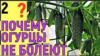 НЕ ФОРМИРУЕМ ОГУРЦЫ ЧТО БУДЕТ ответы зрителям часть 2