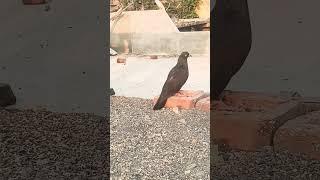 kabutar ki video ️️#pigeon #bird #kabootar #shorts #rap