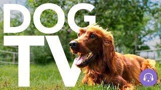 DOG TV - 20 Hours of Non-Stop Excitement and Entertainment! Virtual Dog Walk 