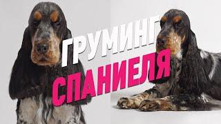 ГРУМИНГ СПАНИЕЛЯ / ВЫЧЕС ПОДШЕРСТКА / ОБУЧЕНИЕ ГРУМИНГУ / Эпизод МАСТЕР-КЛАССА / GROOM SCHOOL