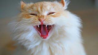 Cat Sounds Angry Sound Effect | Angry Cat Meowing Videos | Cats Meowing Aggressively | Cat Voice