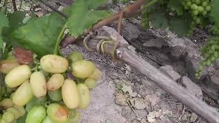 Сорт винограду "Модница" - сезон 2022 # Grape variety "Modnytsa" - season 2022