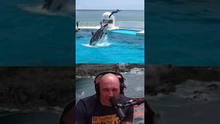 Joe Rogan's Mind-Blowing Take on Orca Whales!