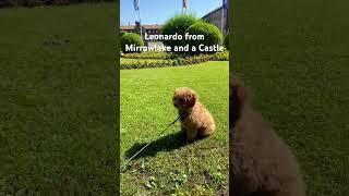 Puppy in a castle garden #пудель #pudel #poodle #puppyvideos #interesting #интересно