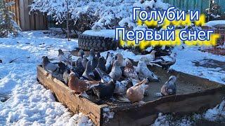 Голуби и первый снег. Бойная молодёжь голубей 2024. #голуби #pigeon