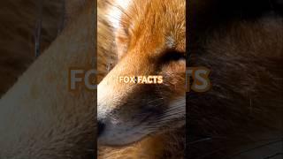 Top 5 Fascinating Facts About Foxes! #foxes #wildlifefacts