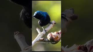 Animals and birds sipping away the sweet nectar of a Semal flower  #birdsofinstagram