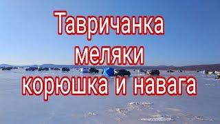 Тавричанка меляки корюшка и наважка Full HD