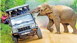 Top Angry Elephant Attack Everything Moment | Dangerous Elephants | Factop Tv