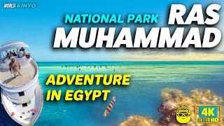 Egypt Unseen: Ras Muhammad & White Island Dive!