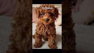 Last one! Sorry guys x #cute #slay #milo #dogs #viral #blowup