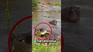 This Crocodile is in Big Trouble 