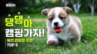 집사야 나도 데려가~! / 애견 캠핑장 추천 / 반려견 동반 캠핑