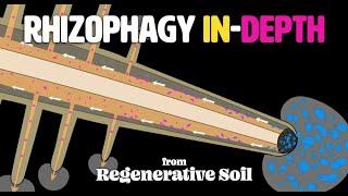 The Rhizophagy Cycle IN-DEPTH | Regenerative Soil with Matt Powers [Course Excerpt]