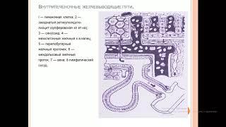 Печень ее анатомия функция . Жуть как интересно !