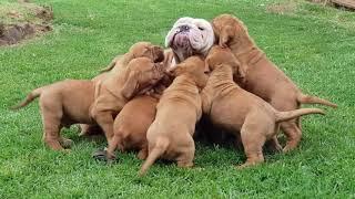 George swamped by Dogue de Bordeaux Puppies