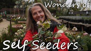 The Wonders of Self Seeders in the Garden! #garden #gardening