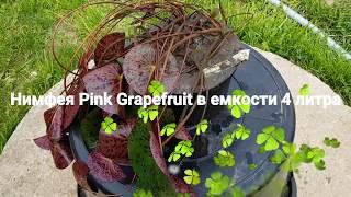 Нимфея Pink Grapefruit в емкости 4 л. от 17.05.18 г. Продажа взрослых нимфей в контейнерах