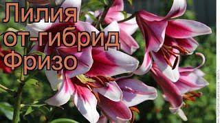 Лилия от-гибрид Фризо (lilium)  от-гибрид лилия Фризо обзор: как сажать, луковицы лилии Фризо