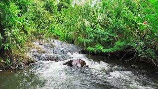 Relax with Calming Forest River and Gentle Stream Sounds - Relaxing Water Sounds For Inner Peace