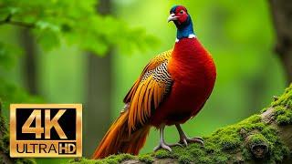 The Most Beautiful Birds In The World - Adventure Into The Natural World - Relaxing Animals 4K