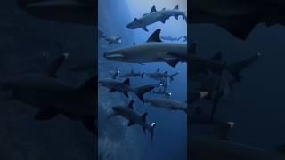 oceanic Whitefish shark  #diving #travel