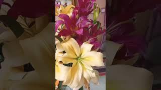 Easter lily or Lilium longiflorum #beautiful #flowers #asmr #satisfying #shorts #viral #shortvideo