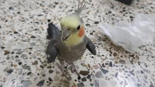 Curious Cockatiel