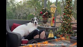 Funny Rescued Great Dane Scores The Lap Dog Spot On Top Of Mom