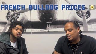 Dog breeder explains prices for French bulldogs. #americanbully #frenchbulldog #dogs #interview