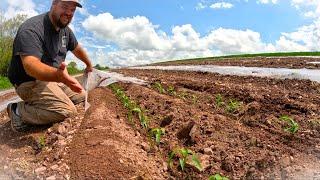 A DAY IN THE LIFE ON OUR VEGETABLE FARM
