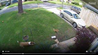 Video shows chaotic moments when dog attacks 2 smaller dogs in Murray Hill