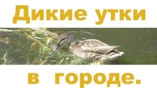 Дикие утки в городе