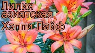 Лилия азиатская (lilium asiatic happy life)  азиатская лилия обзор: как сажать, луковицы лилии