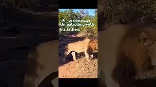 Fathers and son lion coalition  .