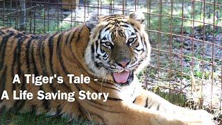 A Tiger's Tale - A Life Saving Story, Episode 1