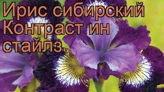 Ирис сибирский Контраст ин стайлз  обзор: как сажать, рассада ириса Контраст ин стайлз