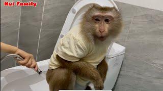 Monkey Nui was trained by his mother to sit on the potty very well | Nui Family